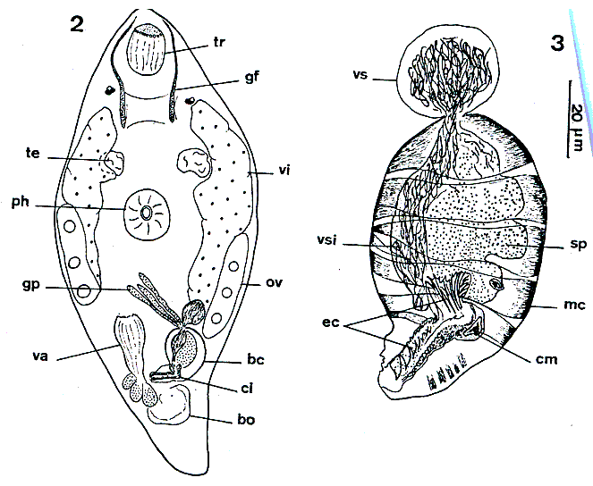 T. calceformis