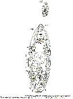 Nannorhynchides herdlaensis