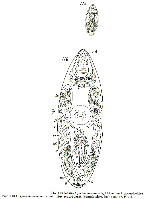Nannorhynchides herdlaensis