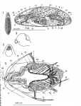 Nannorhynchides herdlaensis