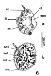 Nannorhynchides corneus