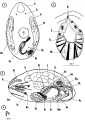 Platyhelminthes (flatworms)