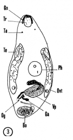 Nannorhynchides harparius