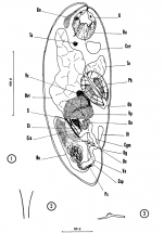 Nannorhynchides harparius