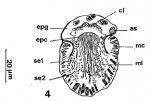 Nannorhynchides vividus