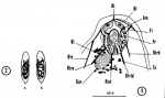 Nannorhynchides vividus