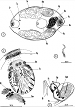 Nannorhynchides vividus