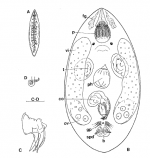 P. spiroductus