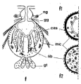 Platyhelminthes (flatworms)