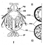 Xenocicerina gracilis