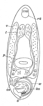 Xenocicerina gracilis