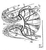 Xenocicerina gracilis