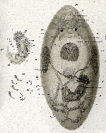 Acrorhynchides caledonicus