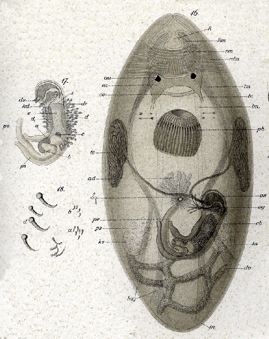 Acrorhynchides caledonicus