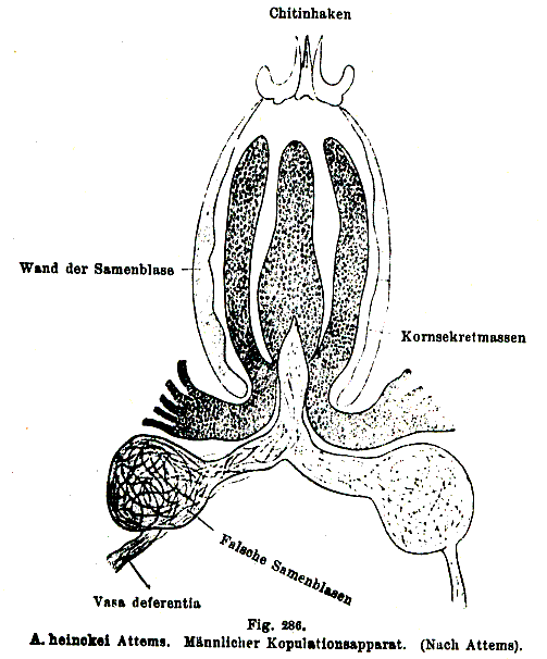 Acrorhynchus heinckei