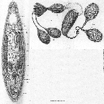 Acrorhynchus reprobatus