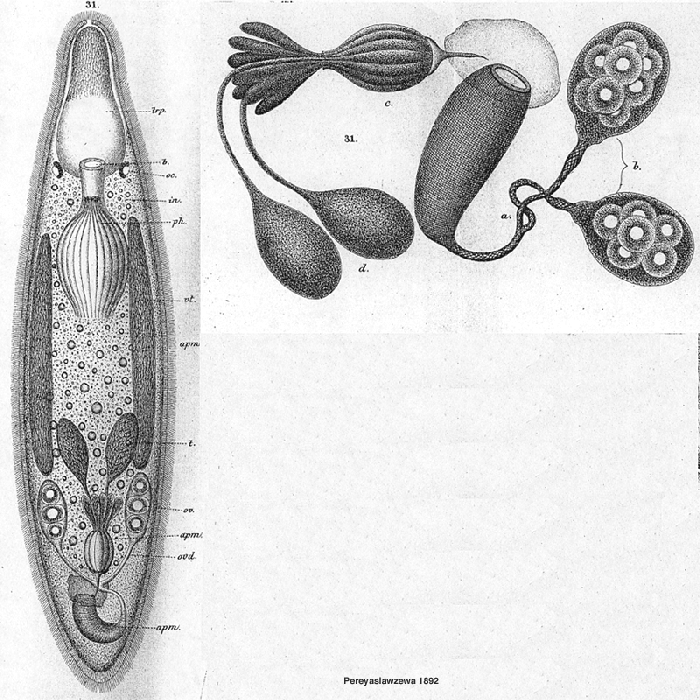 Acrorhynchus reprobatus