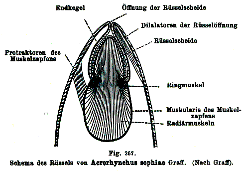 Acrorhynchus sophiae