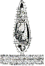 Acrorhynchus sophiae