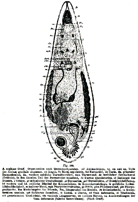 Acrorhynchus sophiae