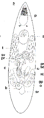 Parachrorhynchus bergensis