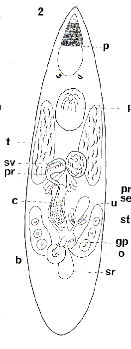 Parachrorhynchus bergensis