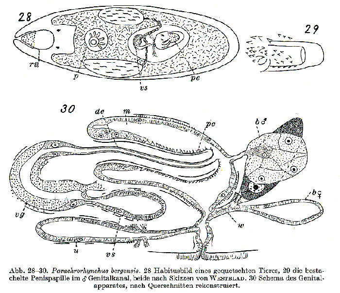 Parachrorhynchus bergensis