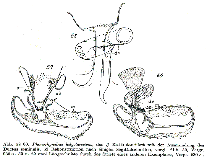 Phonorhynchus helgolandicus