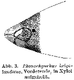 Phonorhynchus helgolandicus