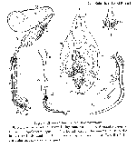 Gallorhynchus mediterraneus