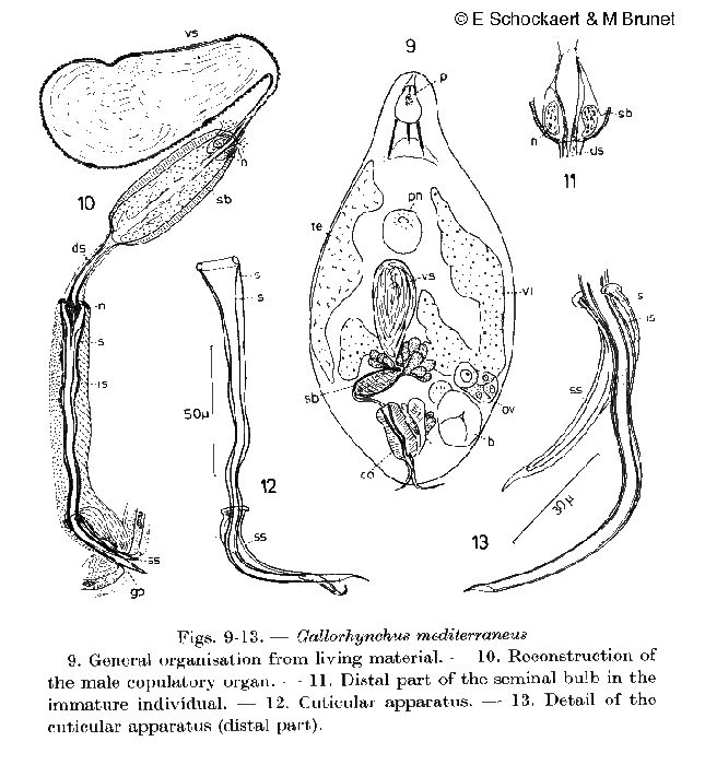 Gallorhynchus mediterraneus