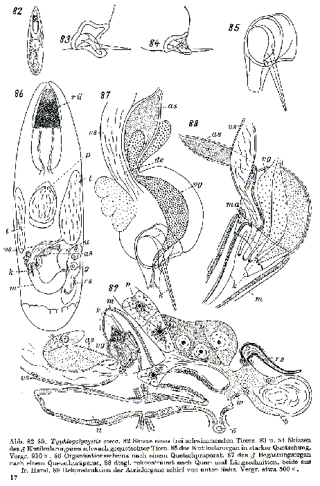 Typhlopolycystis coeca