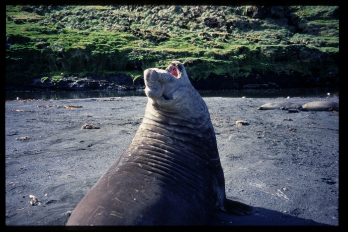 Elephant seal Elephant seal