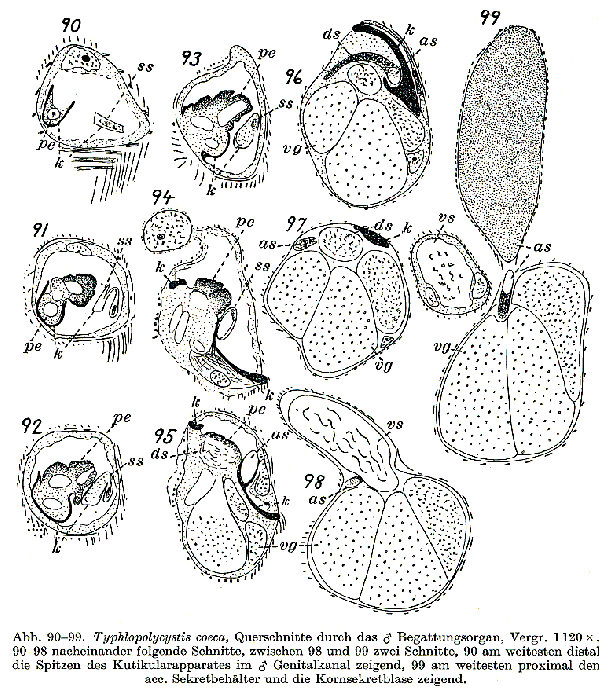 Typhlopolycystis coeca