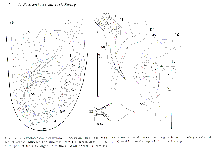 Typhlopolycystis coomansi