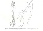 Typhlopolycystis limicola