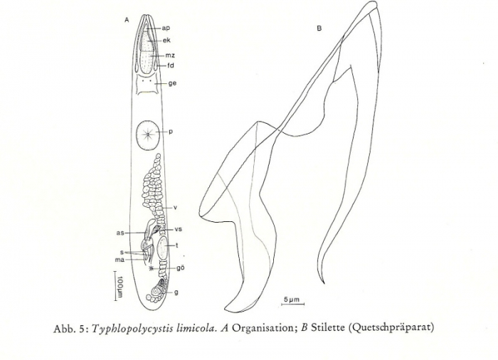 Typhlopolycystis limicola