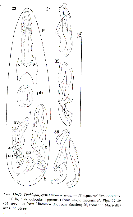 Typhlopolycystis mediterranea