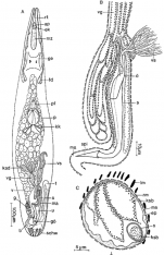 Limipolycystis curvitubo