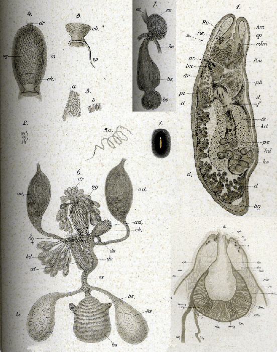 Polycystis naegelii