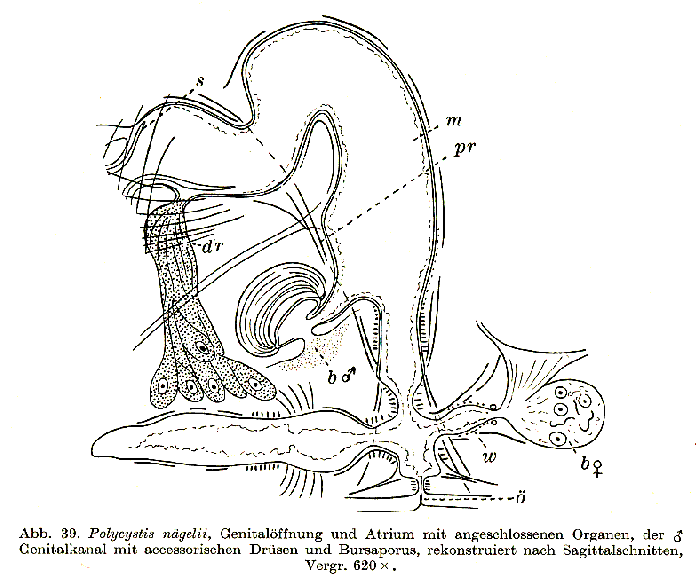 Polycystis naegelii