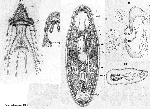 Paulodora dolichocephala