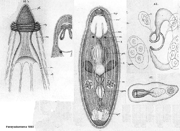 Paulodora dolichocephala