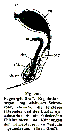 Polycystis georgii