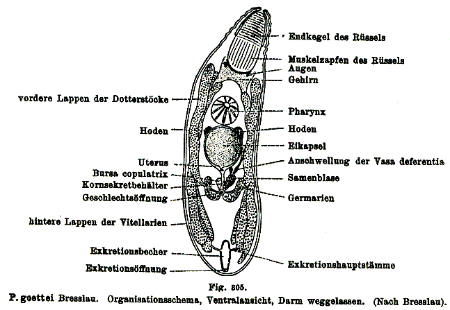 Polycystis goettei