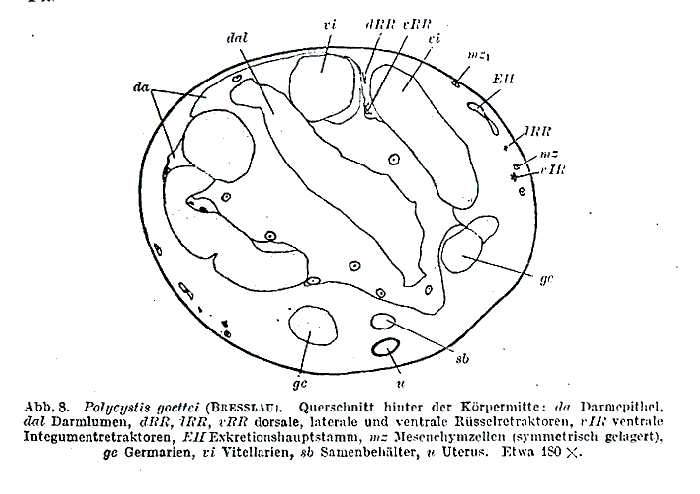 Polycystis goettei