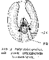 Platyhelminthes (flatworms)