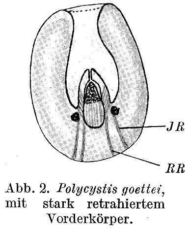 Polycystis goettei