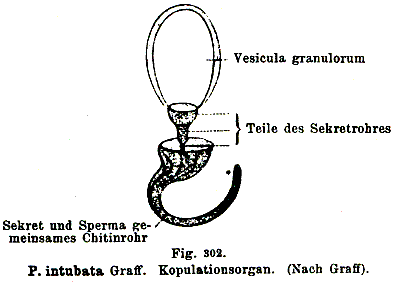 Polycystis intubata