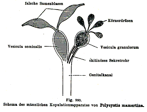 Polycystis mamertinus